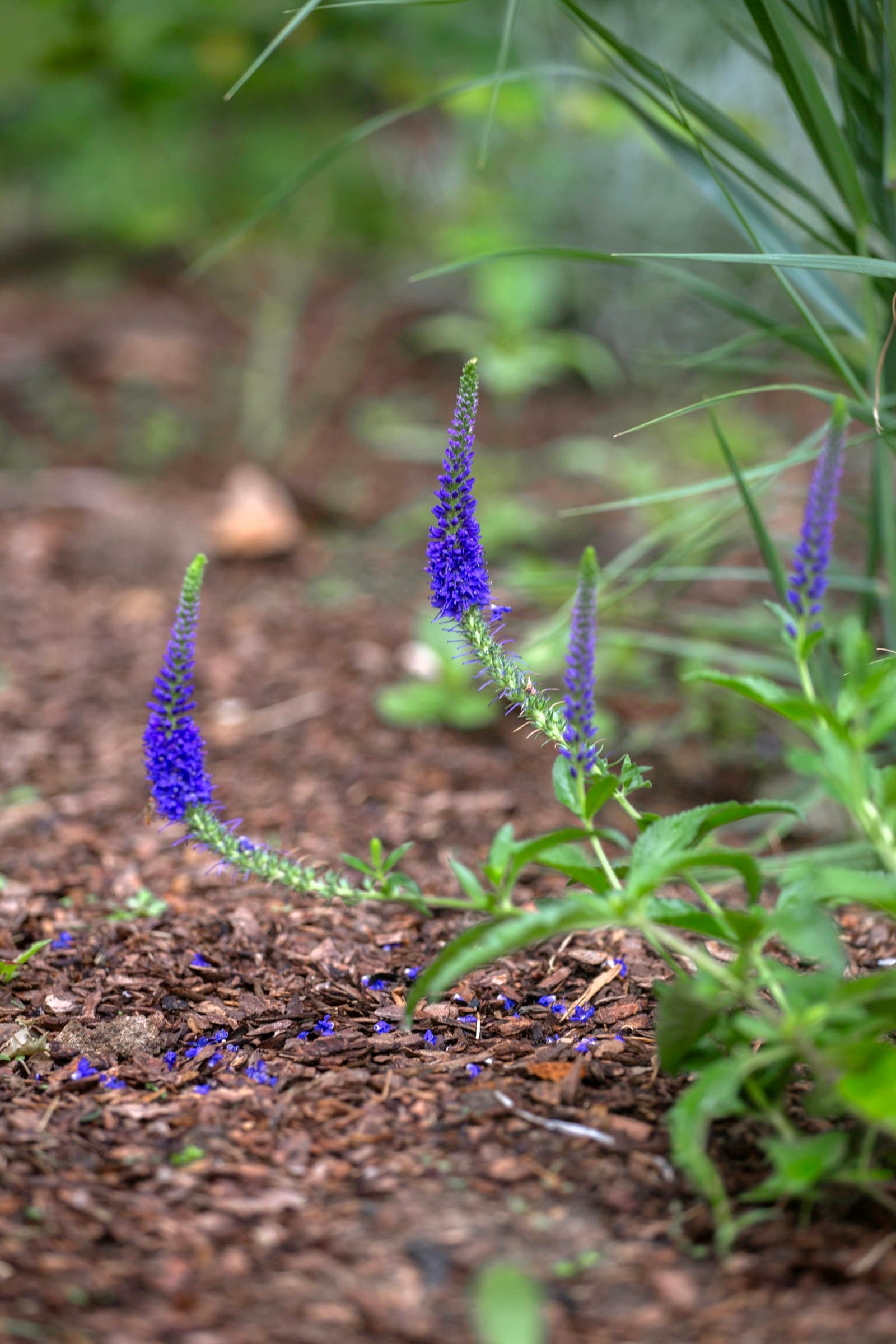 Flowering perennials in a mulched bed