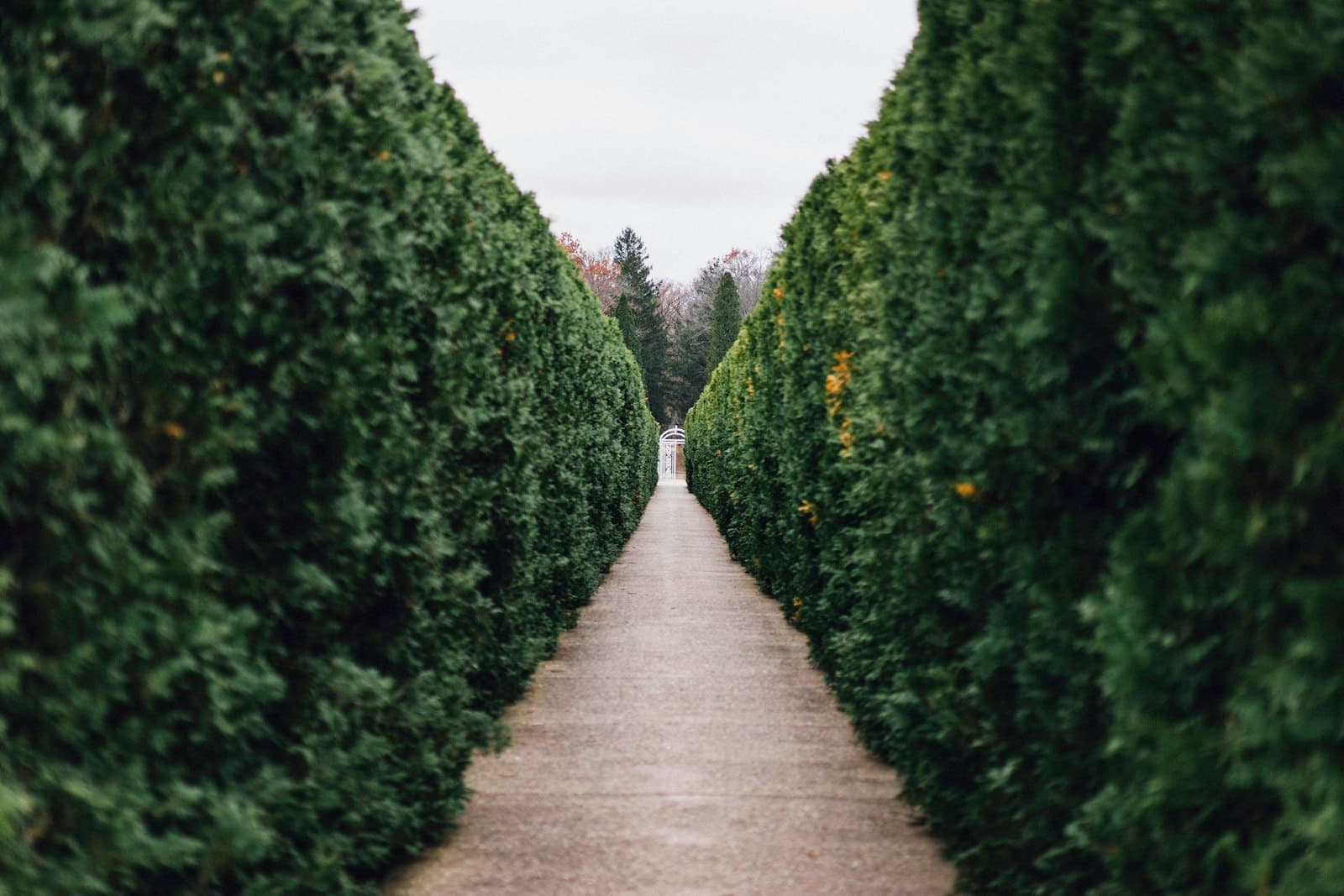 A clipped hedge walk receding into the distance