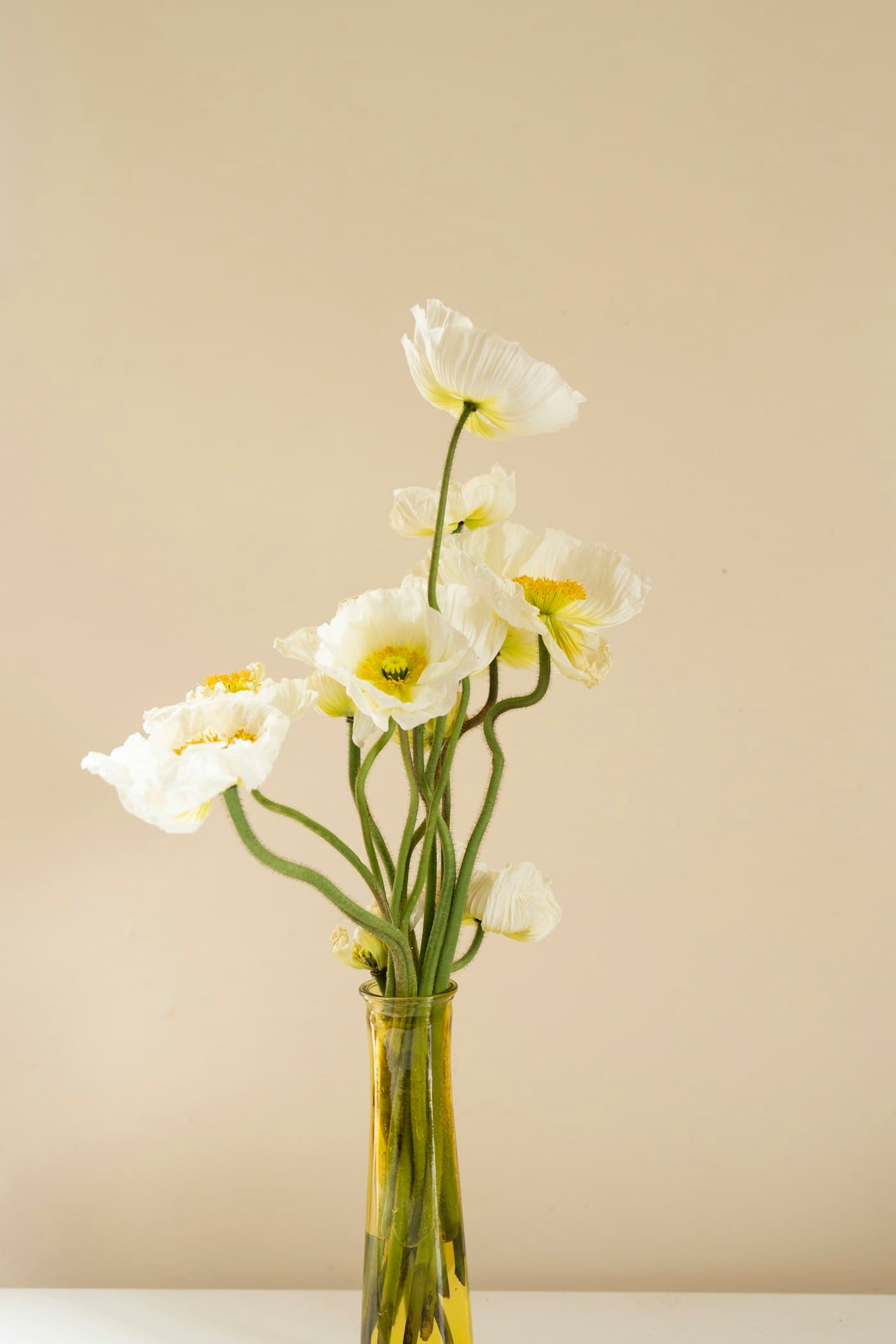 White poppies in a glass vase against a cream wall