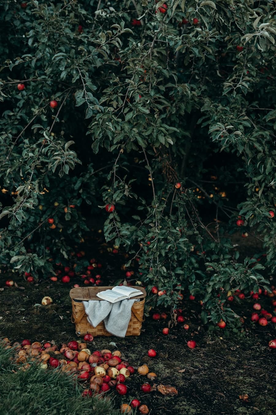 A picnic basket beneath an apple tree, windfall apples in the grass