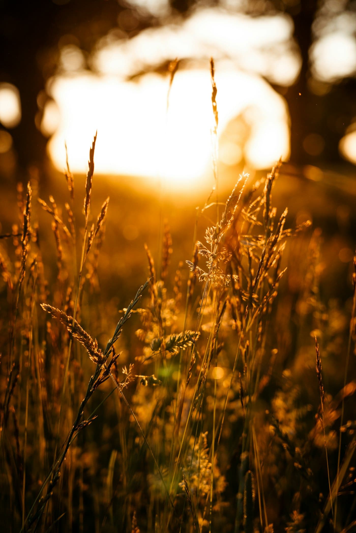 Tall meadow grass backlit gold by the setting sun