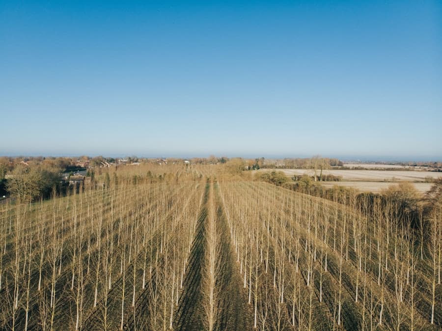 Bare orchard rows under a clear blue winter sky