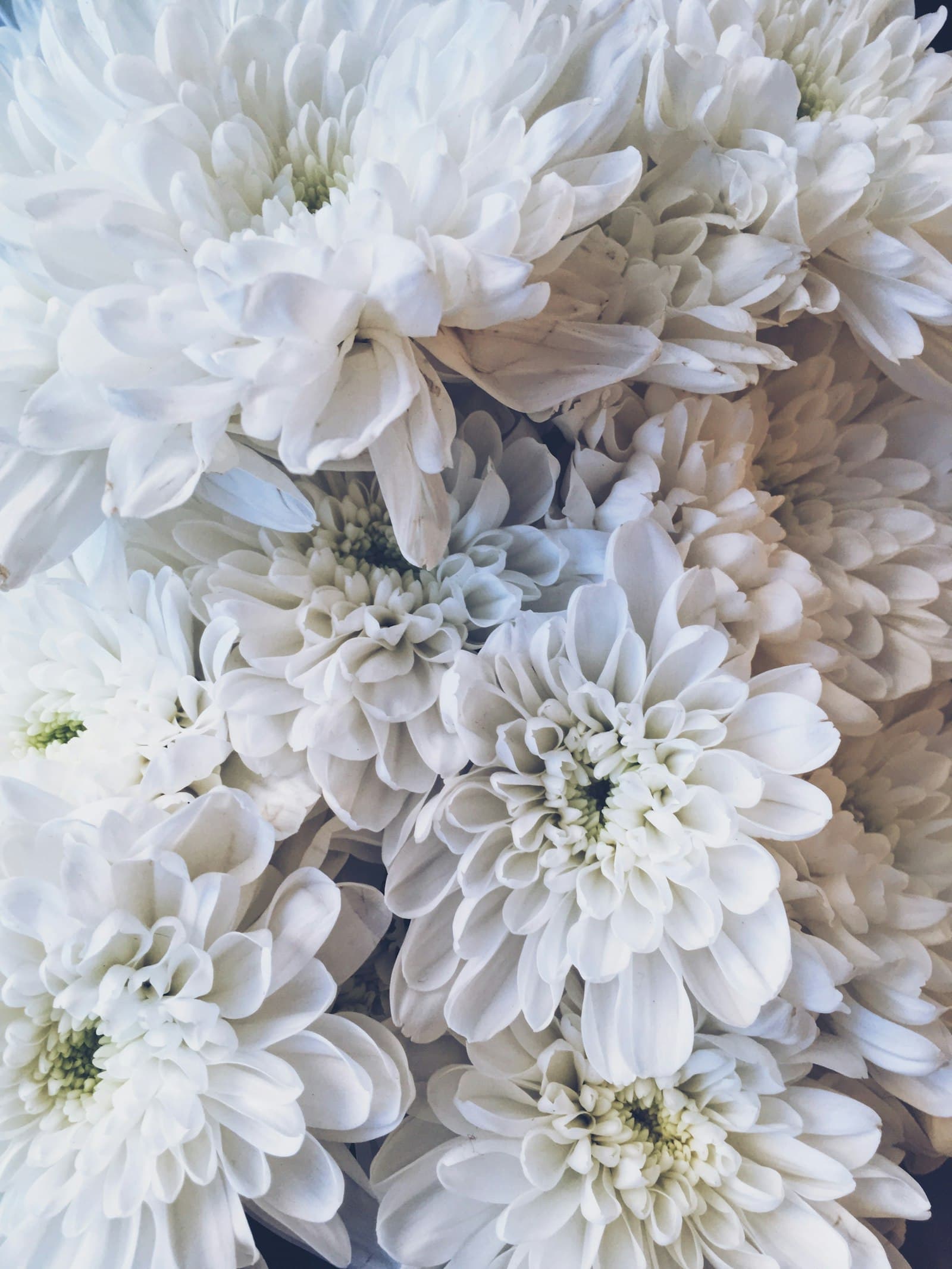 A close crop of white bloom petals
