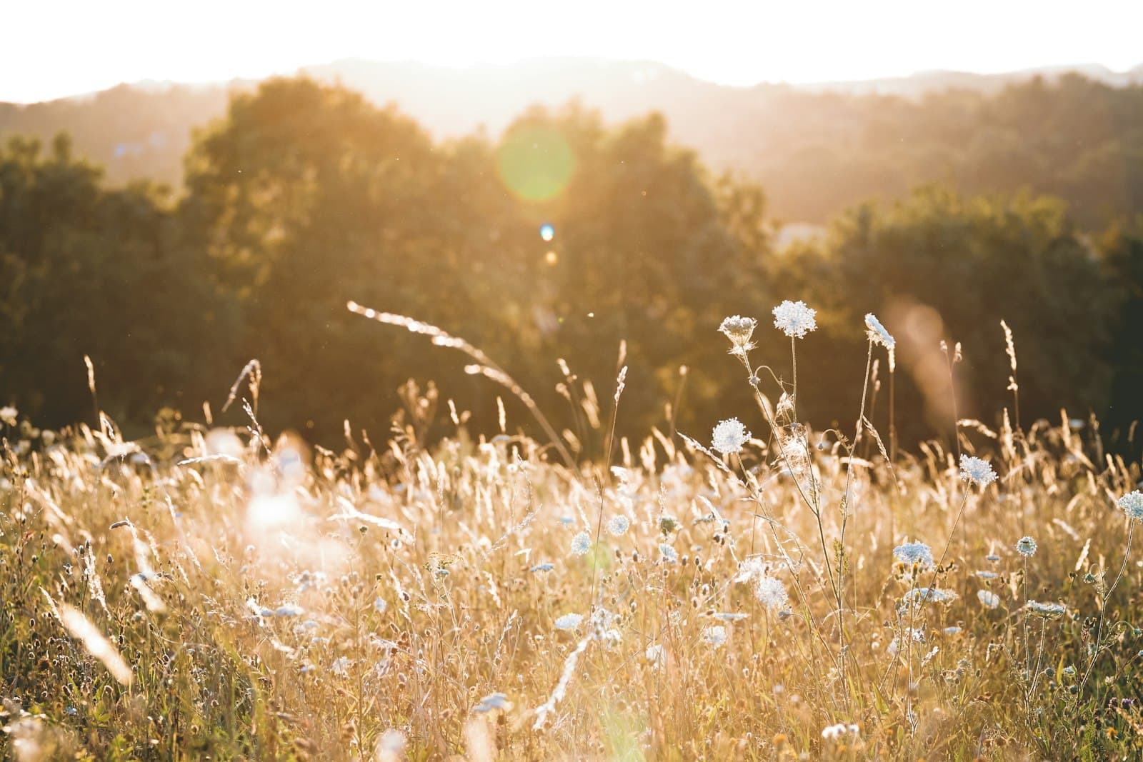 Backlit wildflowers in a meadow at golden hour