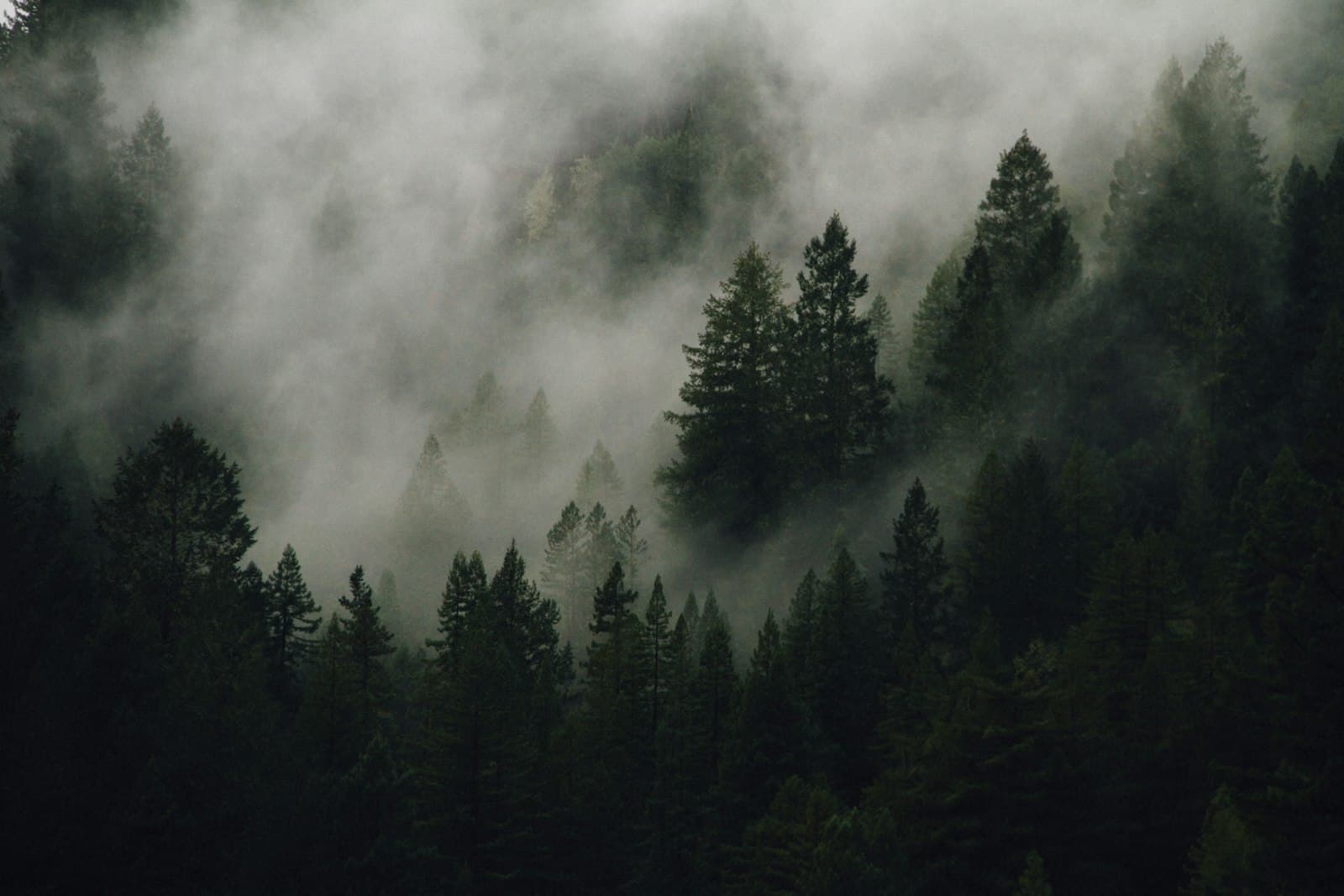 Mist moving through a stand of pines