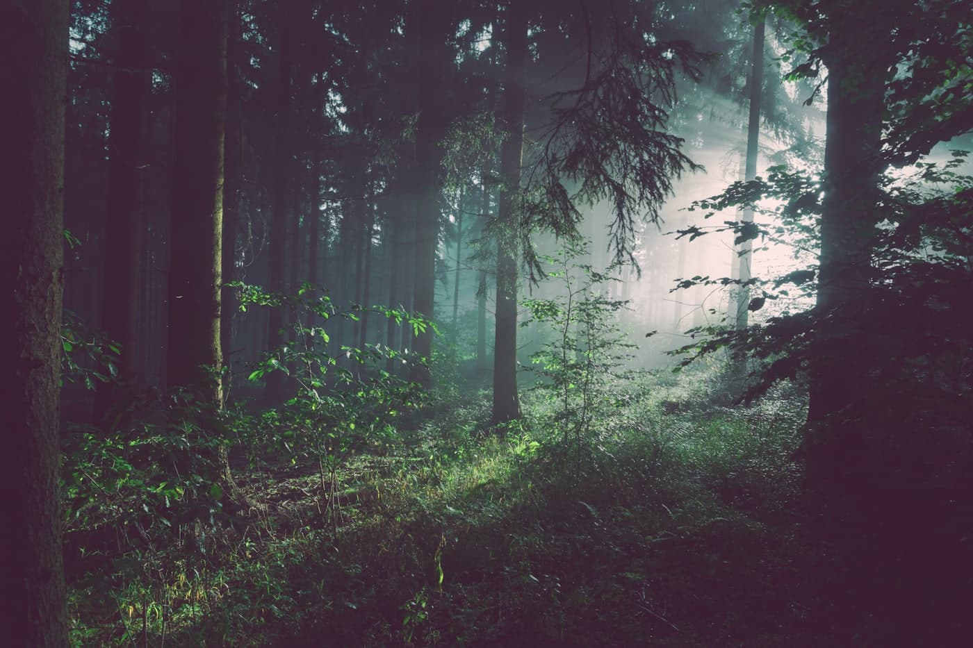 Light rays cutting through fog in a dark evergreen forest