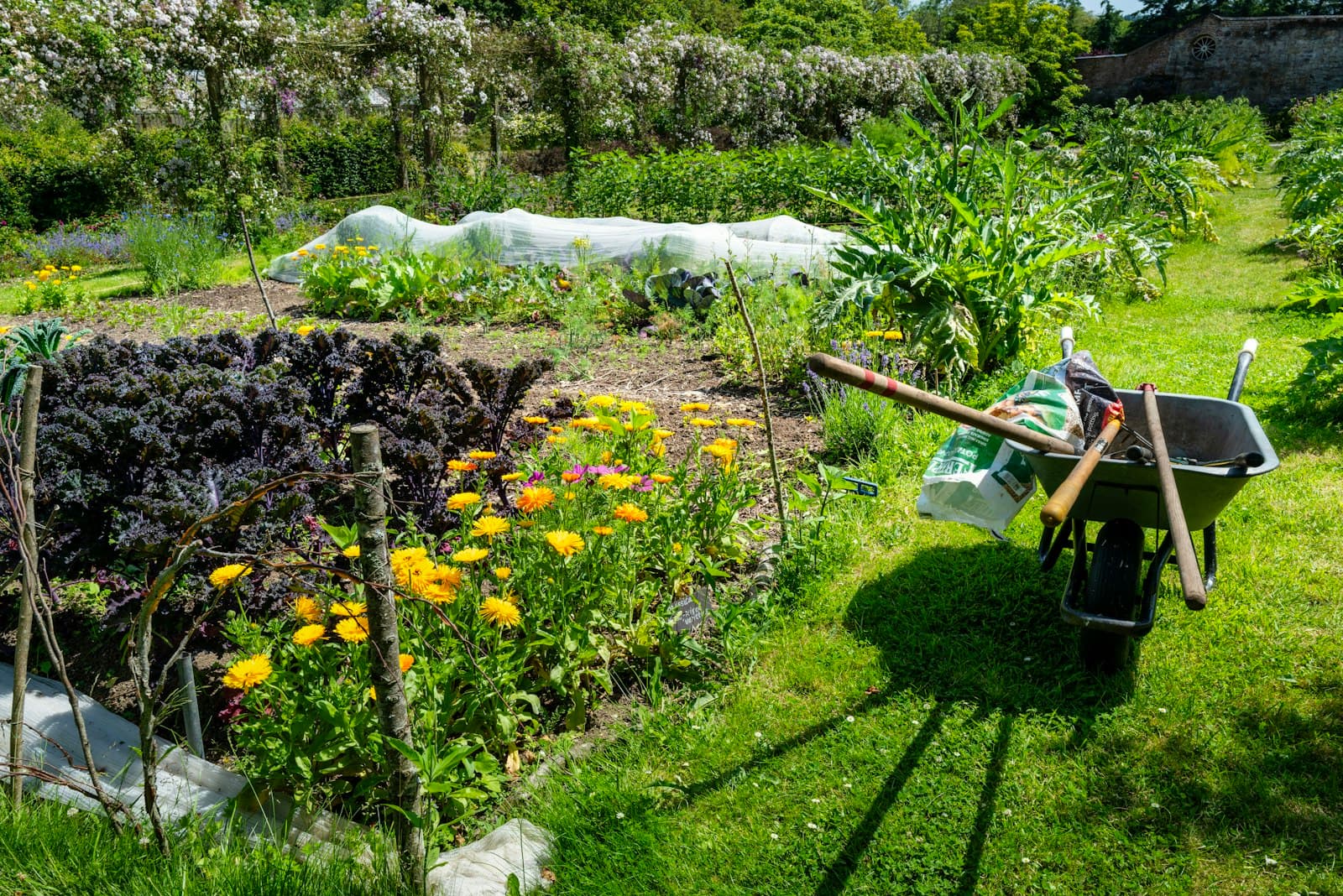 A wheelbarrow and tools in a planted garden