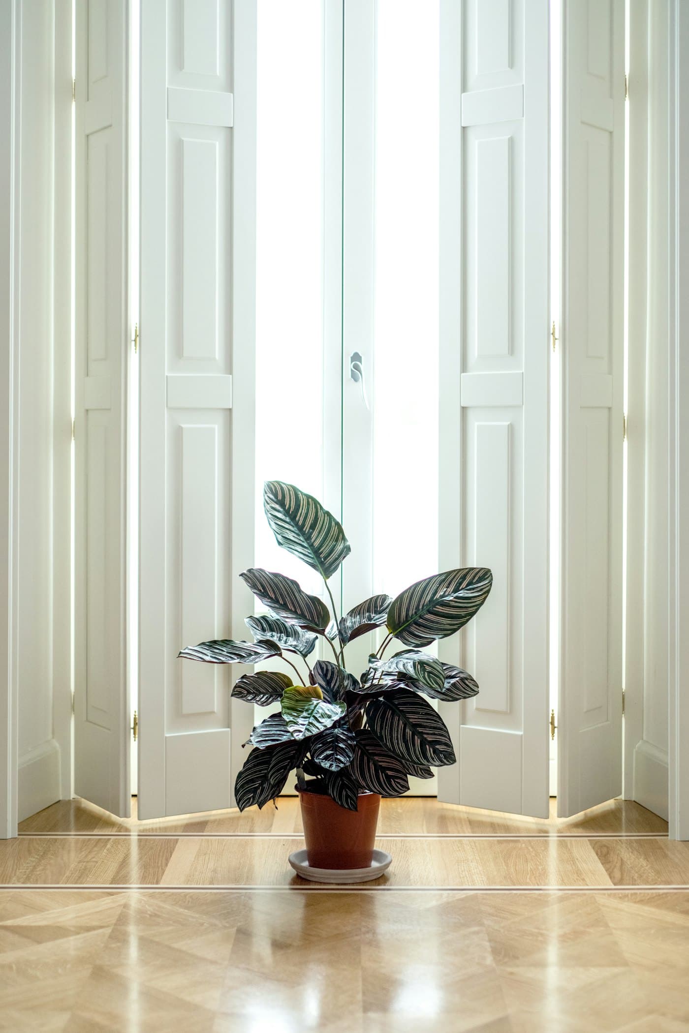 A striped calathea plant in front of tall white shuttered windows on a light wood floor